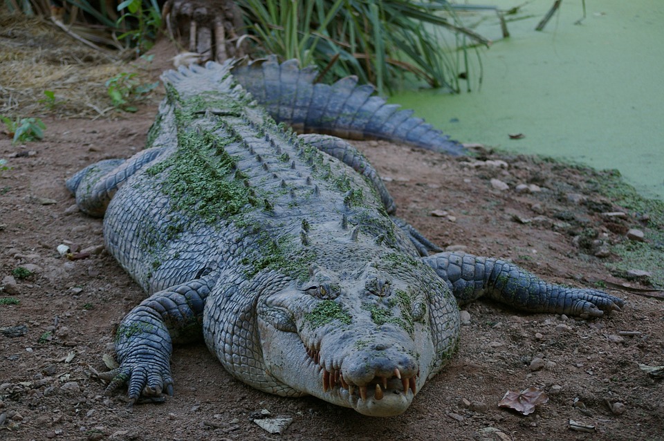 Krokodyle: gady ziemno-wodne