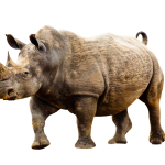 Co warto wiedzieć o nosorożcach?