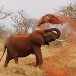 Słonie: największe ssaki lądowe