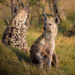 Kilka słów o hienach