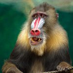 Pawiany: małpy z rodziny wąskonosych