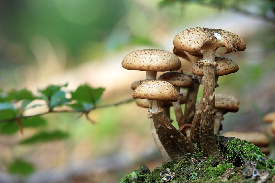 Zadziwiający świat grzybów