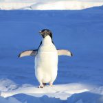 Pingwiny: ptaki, które nie potrafią latać