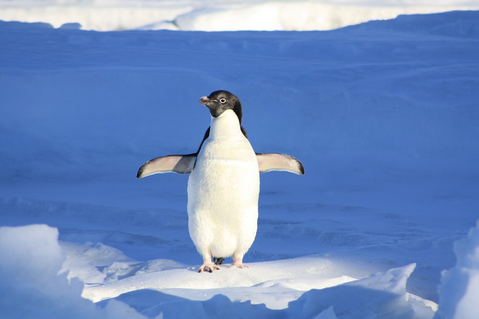 Pingwiny: ptaki, które nie potrafią latać