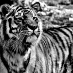 Tygrys syberyjski – wielki kot, któremu grozi wyginięcie