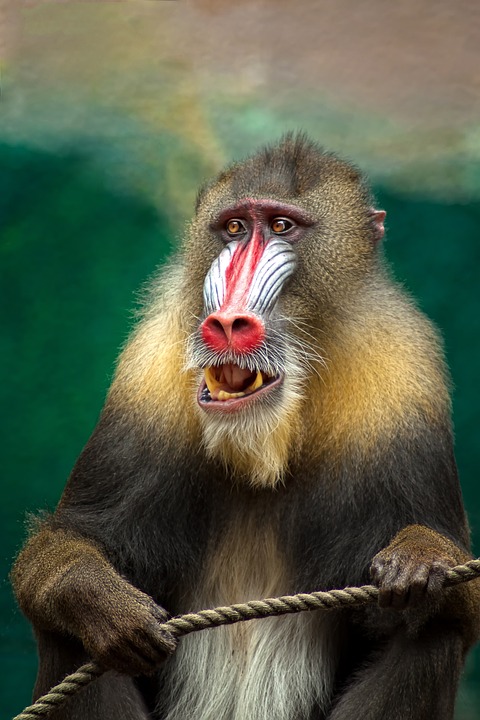 Pawiany: małpy z rodziny wąskonosych